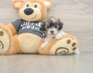 5 week old Poochon Puppy For Sale - Florida Fur Babies