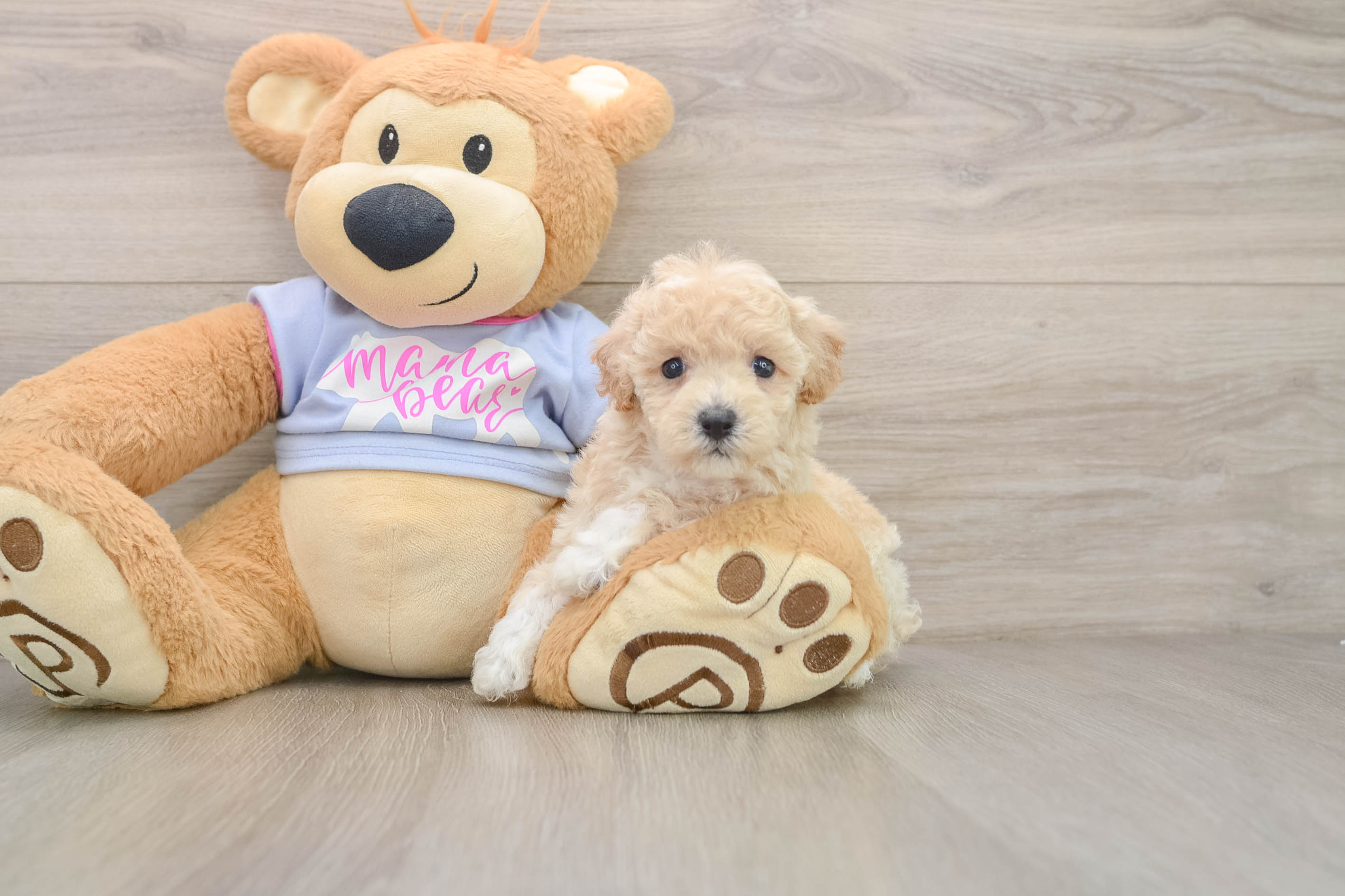 Smart Poochon Poodle Mix Pup