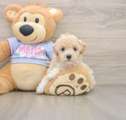 5 week old Poochon Puppy For Sale - Florida Fur Babies