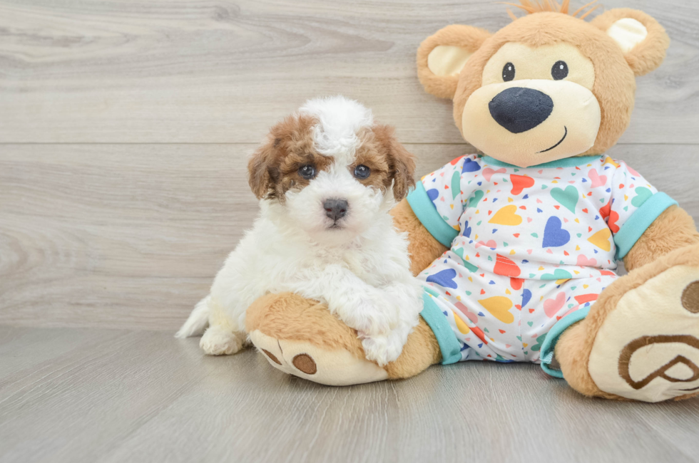 5 week old Poochon Puppy For Sale - Florida Fur Babies