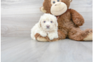 Meet Colton - our Poochon Puppy Photo 2/3 - Florida Fur Babies