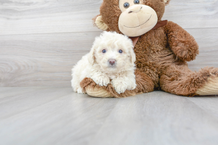 Meet Colton - our Poochon Puppy Photo 2/3 - Florida Fur Babies