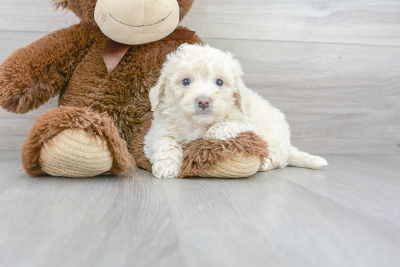 Meet Champ - our Poochon Puppy Photo 1/3 - Florida Fur Babies