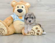 9 week old Poochon Puppy For Sale - Florida Fur Babies