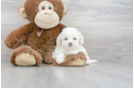 Meet Contessa - our Poochon Puppy Photo 2/3 - Florida Fur Babies