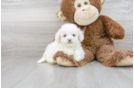 Meet Contessa - our Poochon Puppy Photo 1/3 - Florida Fur Babies