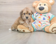 6 week old Poochon Puppy For Sale - Florida Fur Babies