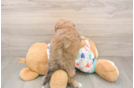 Best Poochon Baby
