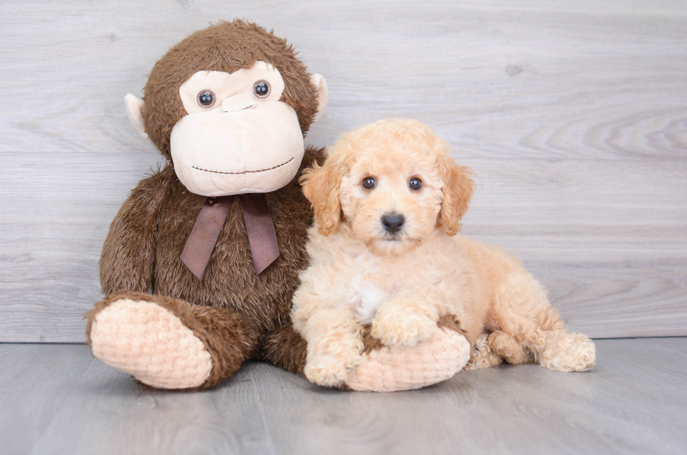 10 week old Poochon Puppy For Sale - Florida Fur Babies