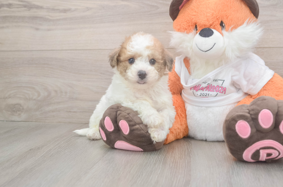 5 week old Poochon Puppy For Sale - Florida Fur Babies