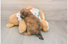 Best Poochon Baby