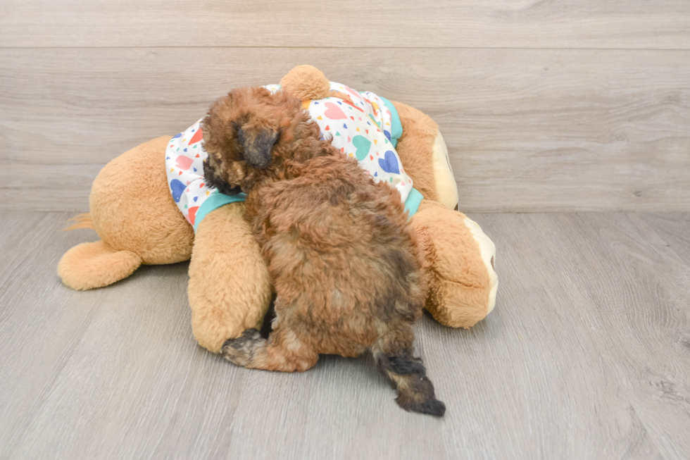 Best Poochon Baby