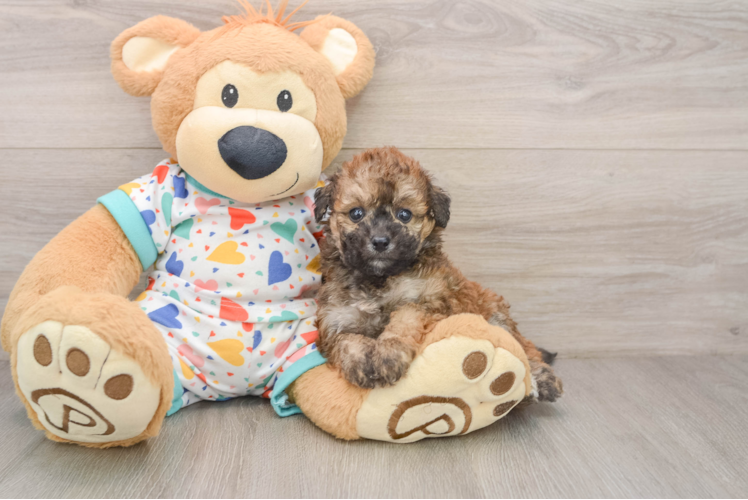 Poochon Puppy for Adoption