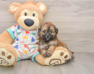 6 week old Poochon Puppy For Sale - Florida Fur Babies