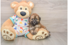 Poochon Puppy for Adoption