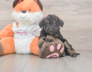 8 week old Poochon Puppy For Sale - Florida Fur Babies