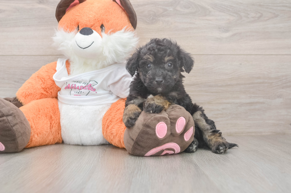 5 week old Poochon Puppy For Sale - Florida Fur Babies