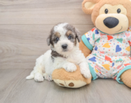 7 week old Poochon Puppy For Sale - Florida Fur Babies