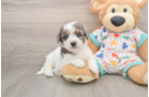 Smart Poochon Poodle Mix Pup