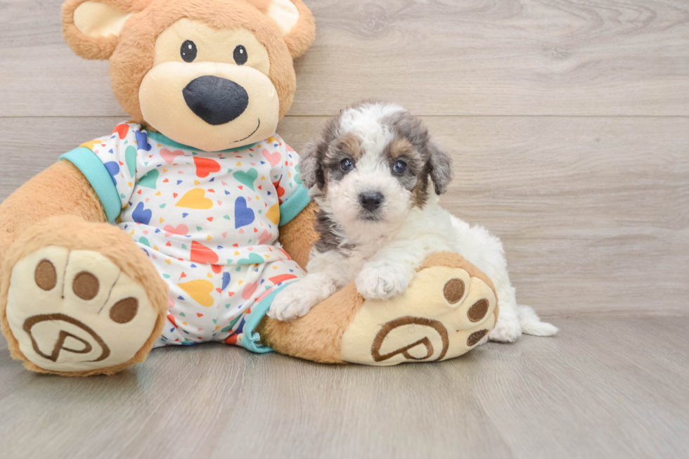 Popular Poochon Poodle Mix Pup