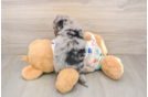 Sweet Poochon Baby