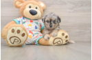 Friendly Poochon Baby
