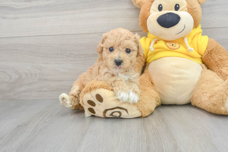 Meet Denise - our Poochon Puppy Photo 1/3 - Florida Fur Babies