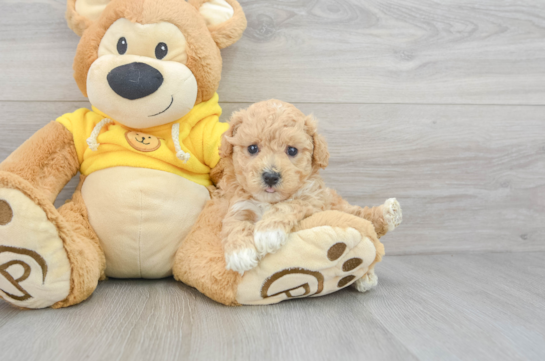 Poochon Puppy for Adoption