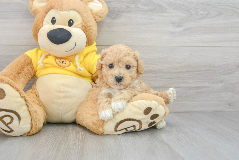 Meet Denise - our Poochon Puppy Photo 3/3 - Florida Fur Babies