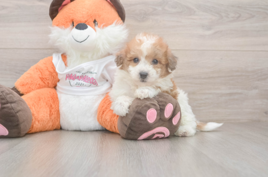 Little Bichpoo Poodle Mix Puppy
