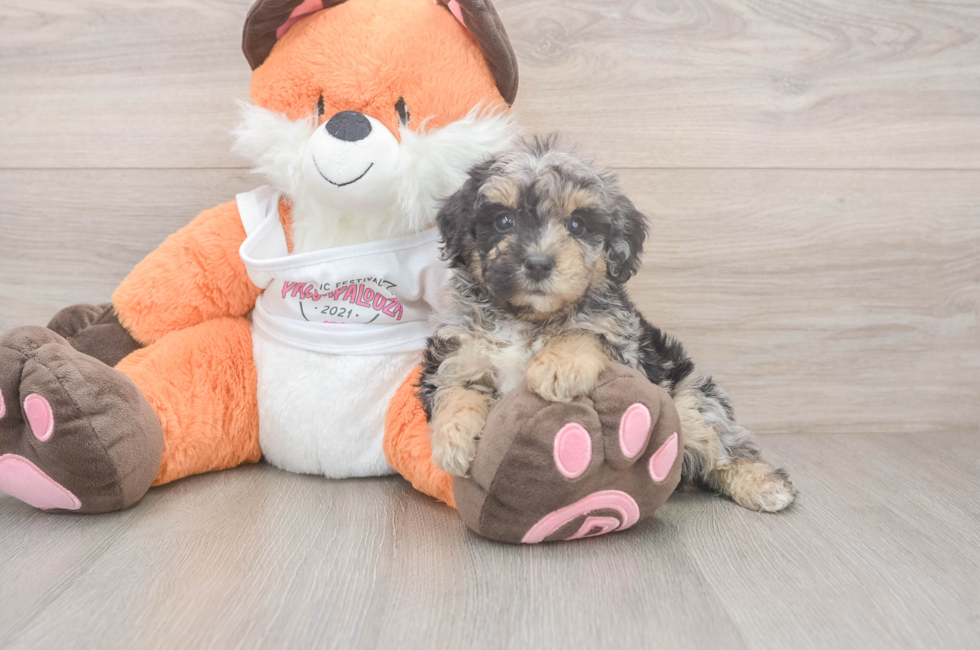 5 week old Poochon Puppy For Sale - Florida Fur Babies