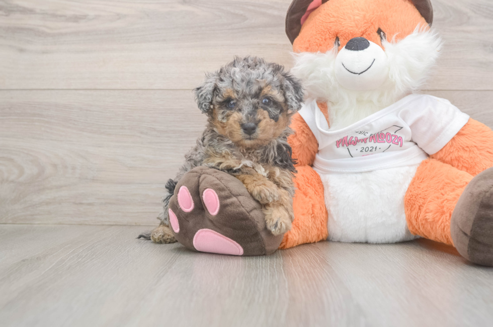 5 week old Poochon Puppy For Sale - Florida Fur Babies
