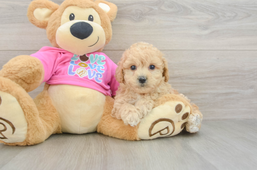 6 week old Poochon Puppy For Sale - Florida Fur Babies