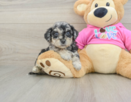 6 week old Poochon Puppy For Sale - Florida Fur Babies