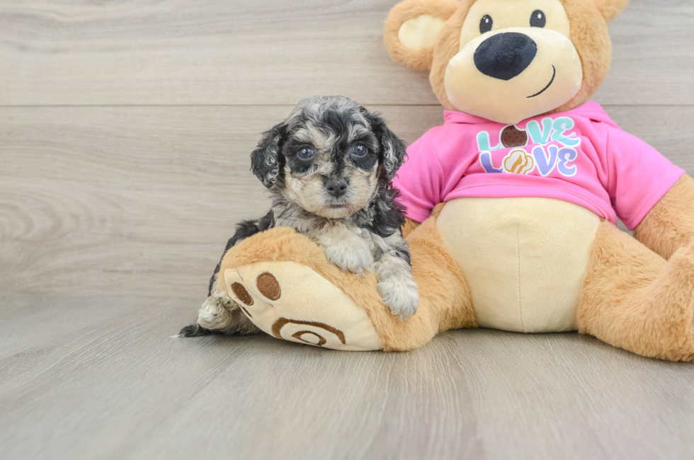 5 week old Poochon Puppy For Sale - Florida Fur Babies