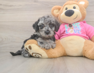 7 week old Poochon Puppy For Sale - Florida Fur Babies