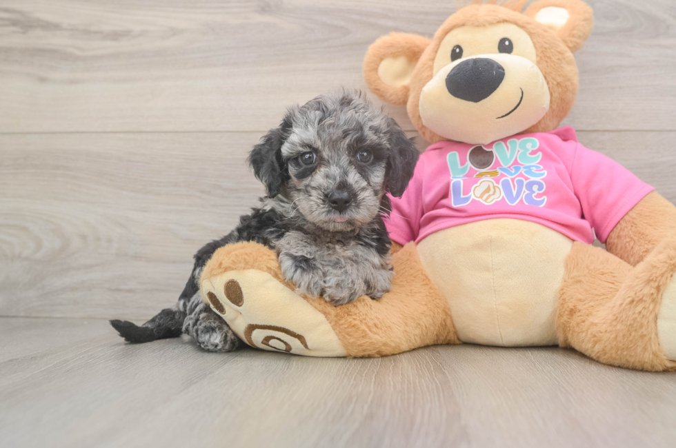 6 week old Poochon Puppy For Sale - Florida Fur Babies