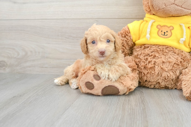 Sweet Poochon Baby
