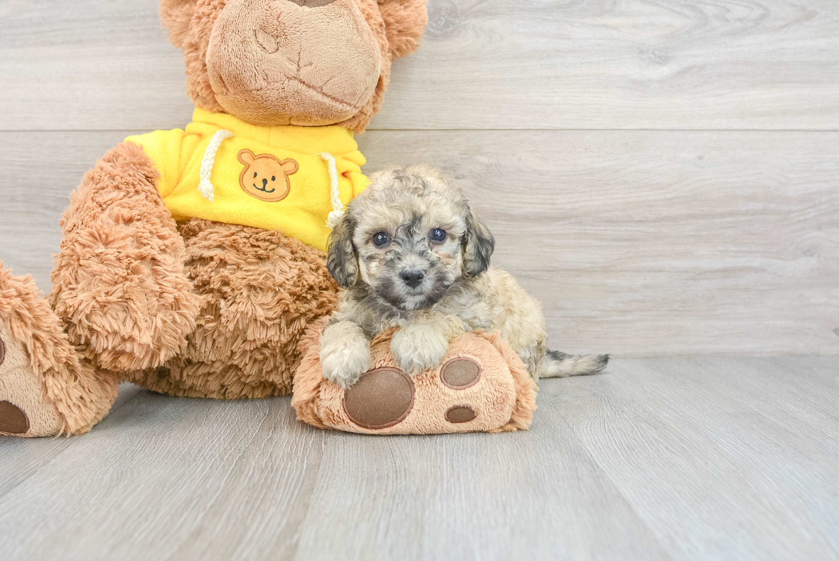 Poochon adoption hot sale