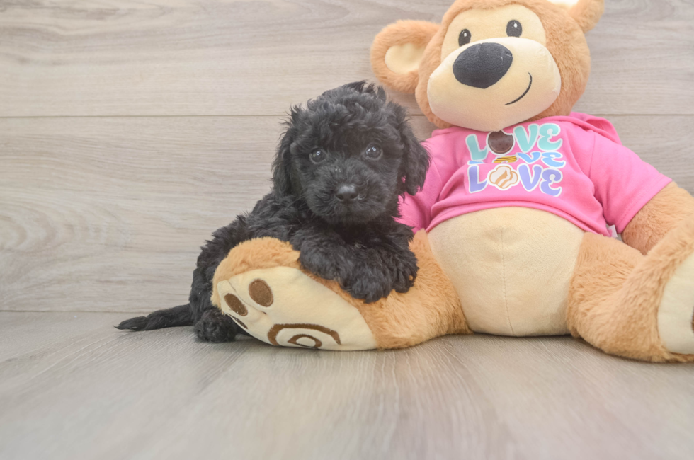 6 week old Poochon Puppy For Sale - Florida Fur Babies