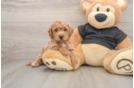 Best Poochon Baby