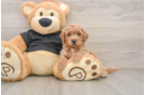 Friendly Poochon Baby
