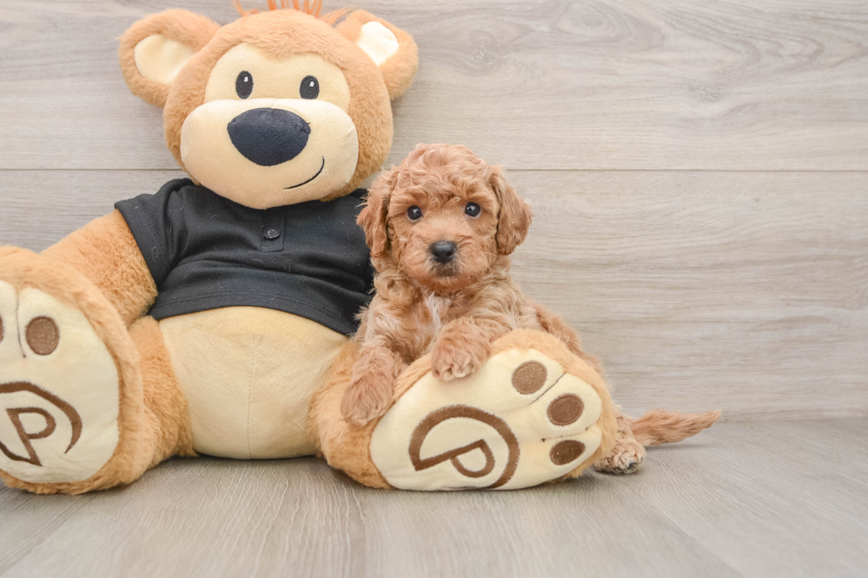 Friendly Poochon Baby