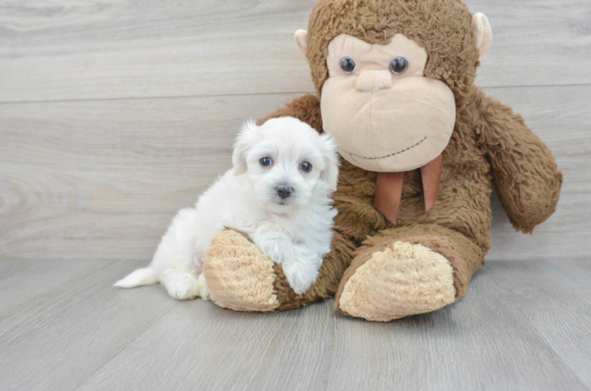 Funny Poochon Poodle Mix Pup