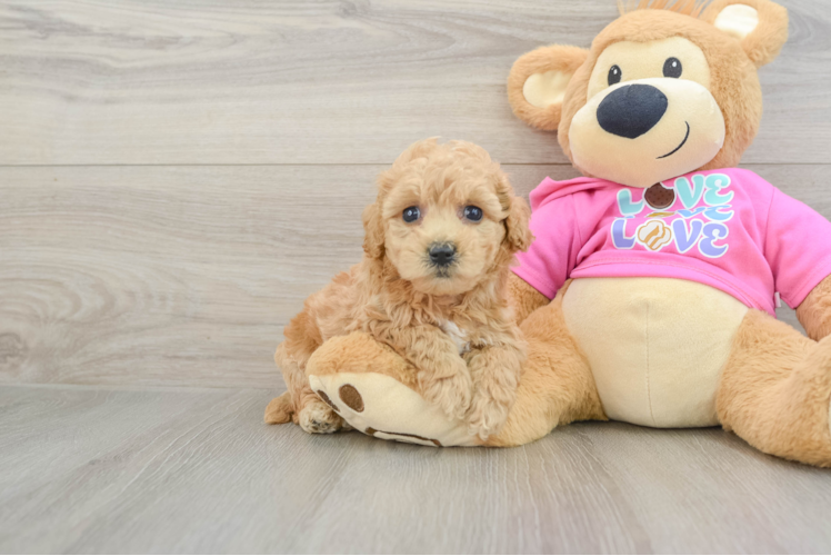 Friendly Poochon Baby