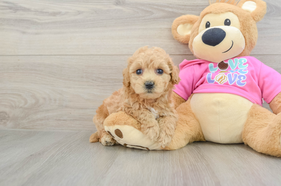 6 week old Poochon Puppy For Sale - Florida Fur Babies