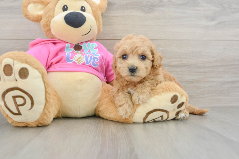 Meet Elaine - our Poochon Puppy Photo 3/3 - Florida Fur Babies