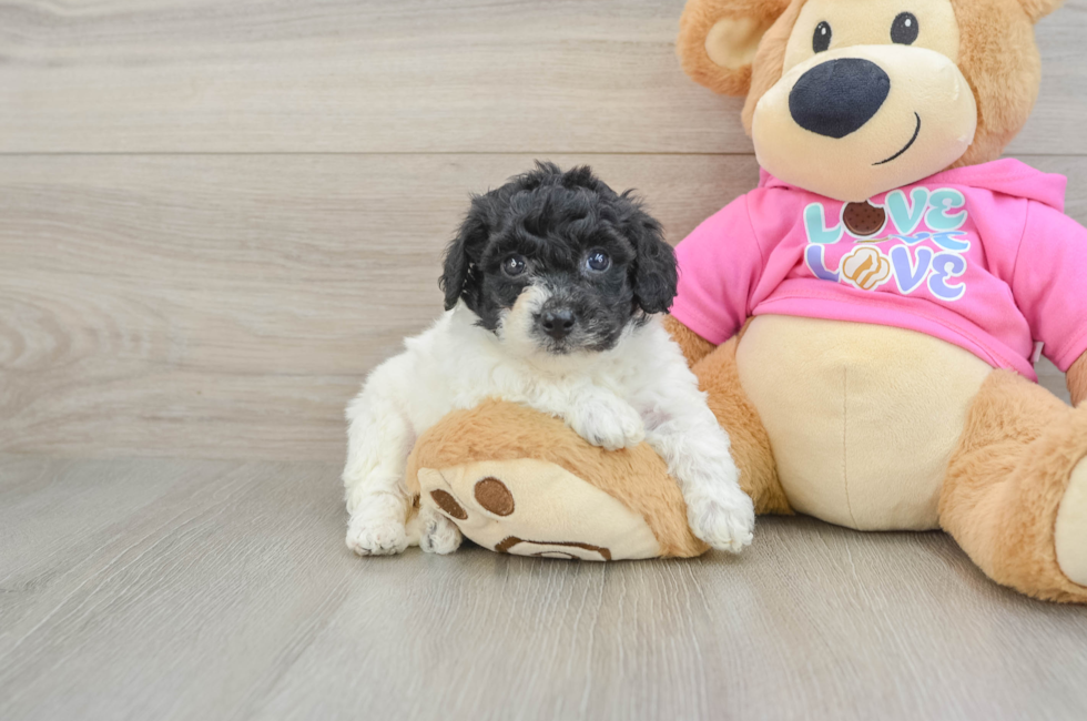 5 week old Poochon Puppy For Sale - Florida Fur Babies