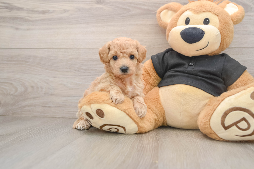 Poochon Puppy for Adoption