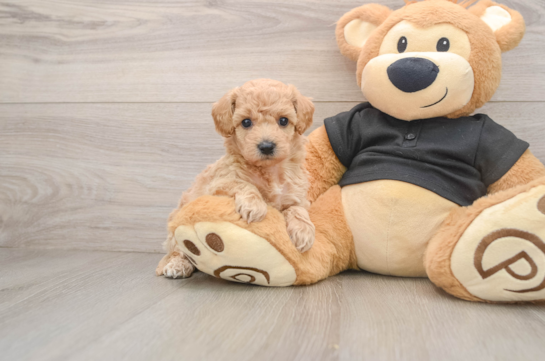 Poochon Puppy for Adoption